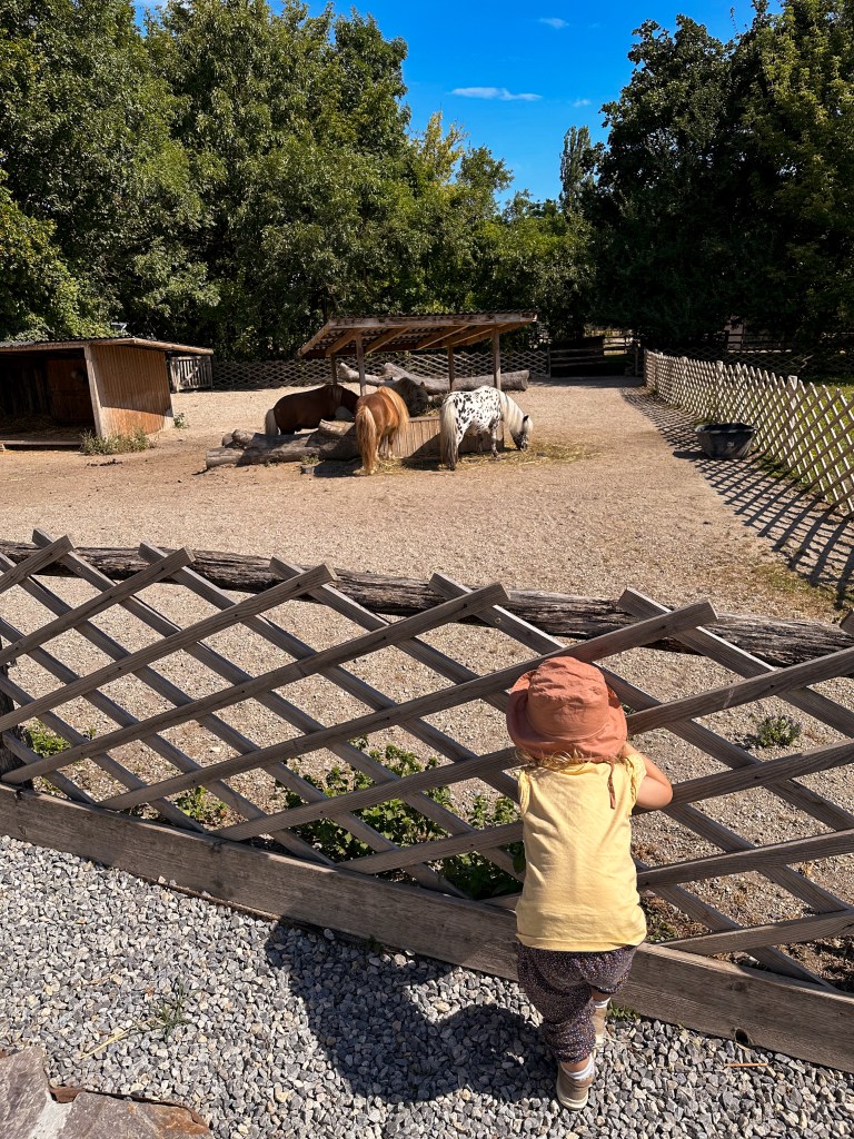 Schloss Hof als Familienausflugsziel, Ponys