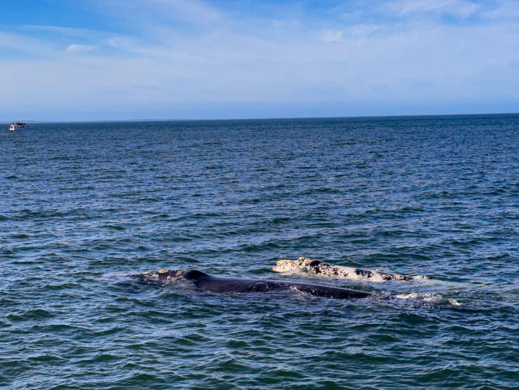 Hermanus, Waltour, Garden Route mit Kind