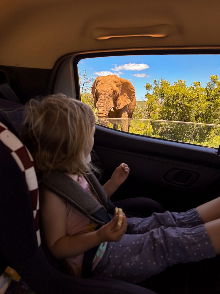 Selbstfahrer-Safari im Addo Elephant Park