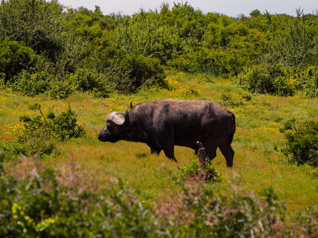 Büffel im Addo Elephant Park mit Kleinkind, Safari