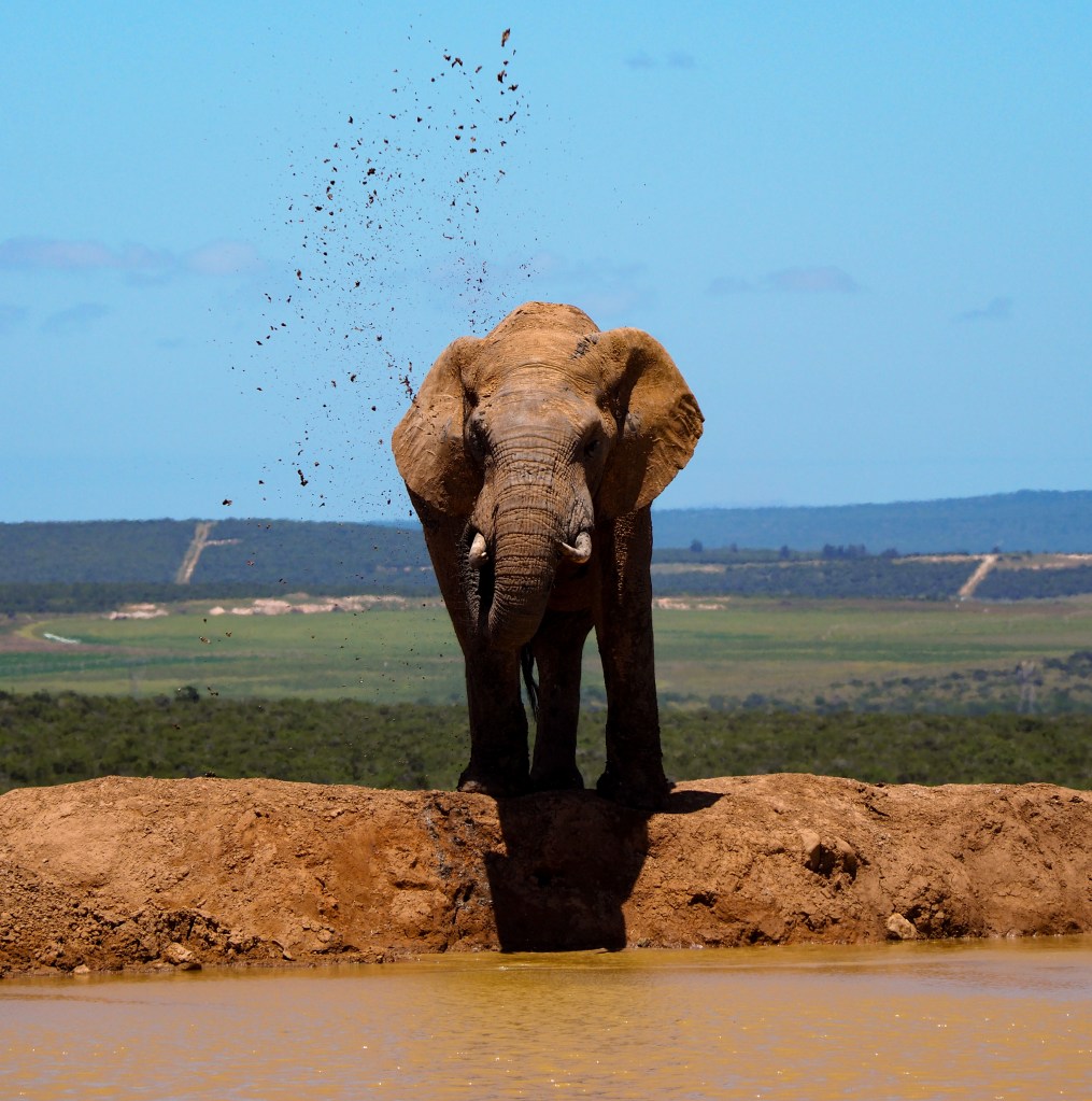 Addo Elephant Park, Garden Route mit Kind