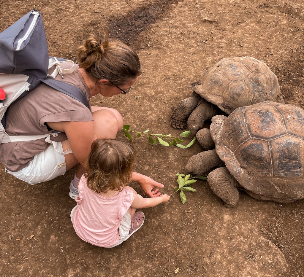 Der Schildkrötengarten
