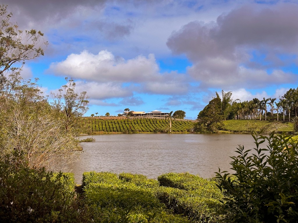 Boris Cheri Tea Factory
